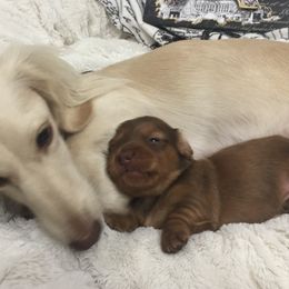 Dachshund Puppies from Channelledox