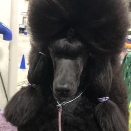 Poodles from Kava Poodles