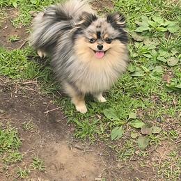 Boy - Blue parti male Pomeranian puppy in Bloomingdale, New Jersey from Bella Luna Pomeranians