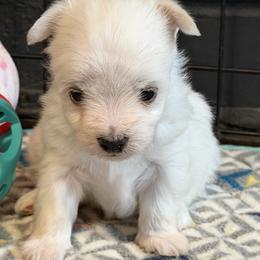 Maltese Puppies from Ayres to Heirs Puppy Co.