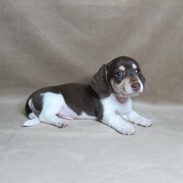 Snickers - Chocolate and cream male Dachshund puppy in Pana, Illinois from Doxie Waggin Tails
