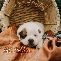 Harlow - Red speckled female Australian Cattle Dog puppy in Runnels County, Texas from MC Heelers & Aussies