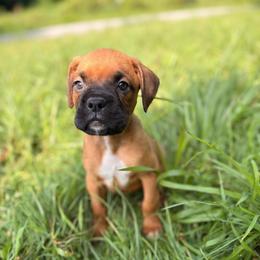 Boy 1 - Fawn male Boxer puppy in Prestonsburg, Kentucky from Diamond Standard Boxers