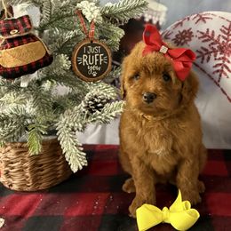 Yellow green red - Red  female Goldendoodle puppy in Krum, Texas from Heartfelt GoldenDoodles