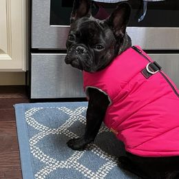 French Bulldog All Grown Up from Frenchie & Co.