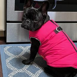 French Bulldog All Grown Up from Frenchie & Co.