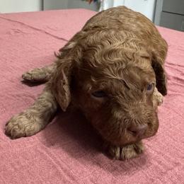 Diego - Red male Cockapoo puppy in Sheridan, Missouri from Shepherdsfold’s Cockapoos
