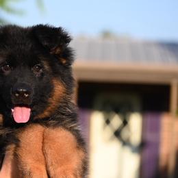 Roxy - Black and red female German Shepherd puppy in Azle, Texas from Alsup German Shepherds