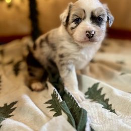 Noel - Australian Shepherd puppy from Quintessential Aussies