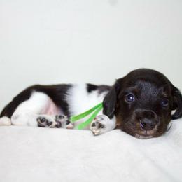 Boy 4 - Piebald male Dachshund puppy in Mapleton, Utah from Utah County Dachshunds