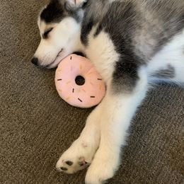 Siberian Husky Puppies from Myths and Legends Siberian Huskies