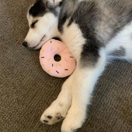 Siberian Husky Puppies from Myths and Legends Siberian Huskies