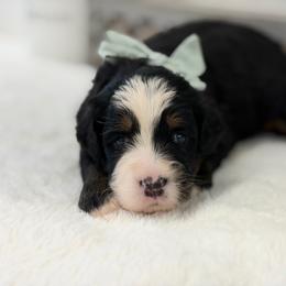 Miss Aspen - Tri-color female Bernedoodle puppy in Hegins, Pennsylvania from Bubbling Springs Doodles, LLC