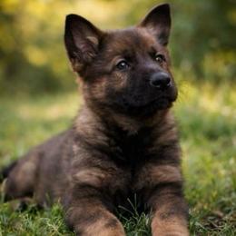 Blue Collar - Sable male German Shepherd puppy in Casscoe, Arkansas from Crown H Shepherds