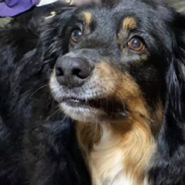 Toy Australian Shepherds from Mulberry Creek Farm