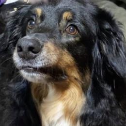 Toy Australian Shepherds from Mulberry Creek Farm