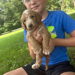 Eve - Apricot female Goldendoodle puppy in Shippensburg, Pennsylvania from Diller Doodle Pups