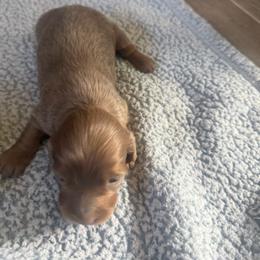 Stud fee - Fawn (isabella) and tan male Dachshund puppy in Lakecreek, Oregon from Forever Doxie