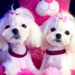 Ashley - White female Maltese puppy in Arab, Alabama from Always Maltese