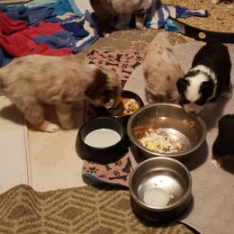 Miniature American Shepherd Puppies from A Bar J Ranch Kennel