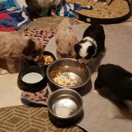 Miniature American Shepherd Puppies from A Bar J Ranch Kennel