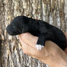 Boy 2 - male Aussiedoodle puppy in Kings Mountain, North Carolina from Champion Farms Doodles