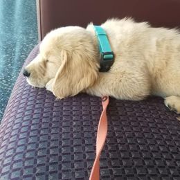 Golden Retriever Puppies from Arkansas River Golden Retrievers