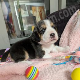 Orange - Black tan and white male Beagle puppy in Vallejo, California from Tailwindfarm