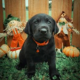 Labrador Retriever Puppies from Harrison's Lakeside Labradors