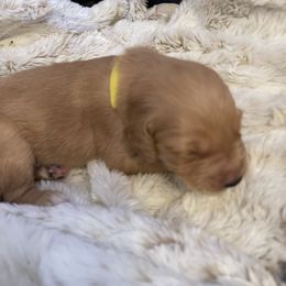 Golden Retriever Puppies from Tradershire Goldens