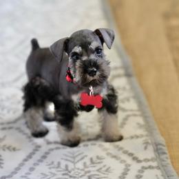 Salt and Pepper - Salt and pepper female Miniature Schnauzer puppy in Snowflake / Phoenix, Arizona from Snowflake Schnauzers