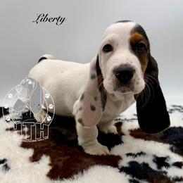 Liberty - Black white and brown female Basset Hound puppy in Dingess, West Virginia from Tuckers' Howling Hounds
