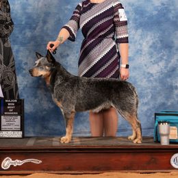 ZZ - Australian Cattle Dog