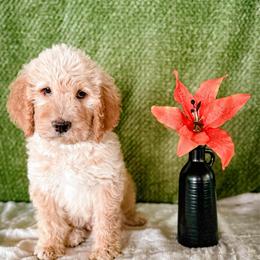 Tiger Lily (Tiger) - Cream male Labradoodle puppy in Elizabeth City, North Carolina from Howdy Doodles