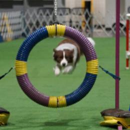 Border Collies from Leaftail