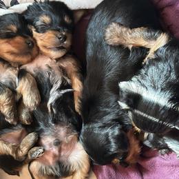 Australian Shepherd and Yorkshire Terrier Puppies from Lovey-dovey Aussies & Yorkies