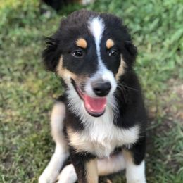 Miniature Australian Shepherds from J&C Mini Aussies