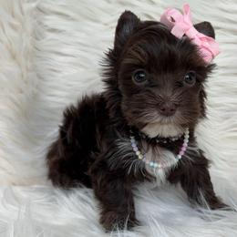 Dumpling (Orange) - Chocolate, tan and white female Yorkshire Terrier puppy in Parkersburg, West Virginia from Chocolate Diamonds in the RUFF