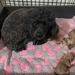 Holly - Poodle