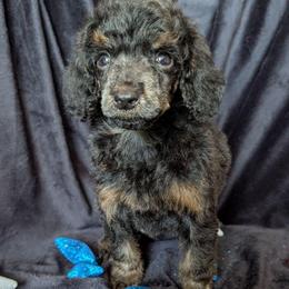 Frigg - Phantom female Poodle puppy in Magnolia, Texas from Celestial Jewels Poodles