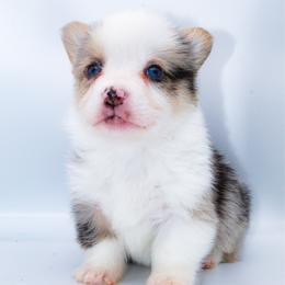 Dumbo - Blue merle and white male American Corgi puppy in Star City, Arkansas from T4 Farms
