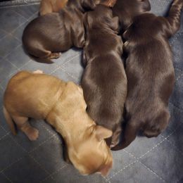 Dachshund puppies from Wyrmhund Dachshunds