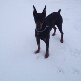 Doberman Pinscher All Grown Up from Storm Cloud Doberman