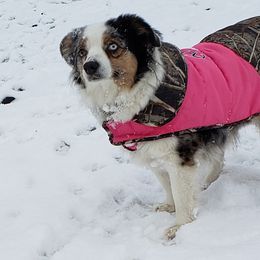 Pistol - Miniature Australian Shepherd