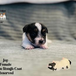 Joy - Tri-color female Russell Terrier puppy in Lufkin, Texas from Dixie-Rose JRT