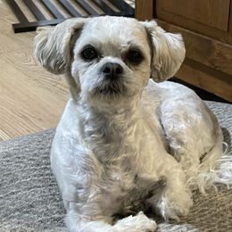 Willow - Shichon