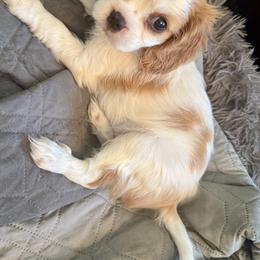 Cavalier King Charles Spaniel Puppies from George Larkin