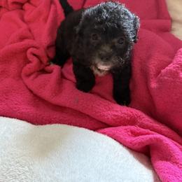 Maltipoo Puppies from Kirksey Texas Elite Maltidoodles