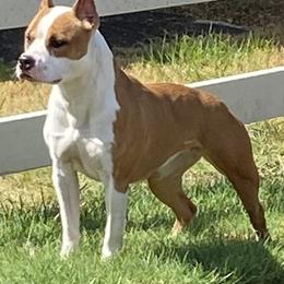 Journey - American Pit Bull Terrier