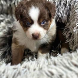 CEDAR - Red tri male Toy Australian Shepherd puppy in Viking, Minnesota from Son Shine Farm